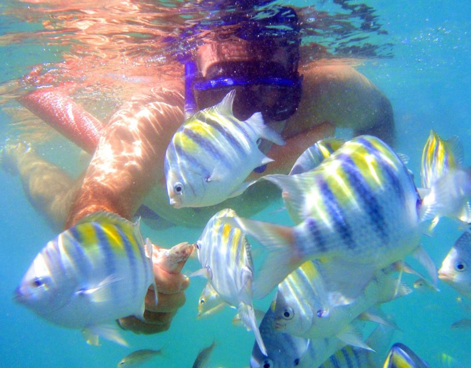 Mergulho com snorkel a diversidade de peixes é fantástica