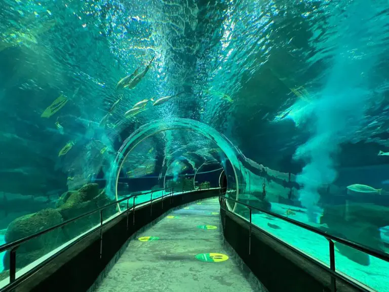 tunel aquario 768x576.jpeg - AquaRio: Como é a visita ao Aquário do Rio de Janeiro